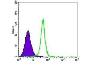 FC analysis of K562 cells using HK2 antibody (green) and negative control (purple). (Hexokinase 2 anticorps)