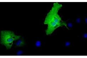 Anti-MPP3 mouse monoclonal antibody (ABIN2453326) immunofluorescent staining of COS7 cells transiently transfected by pCMV6-ENTRY MPP3 (RC208903). (MPP3 anticorps)
