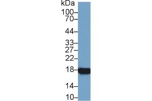 Western Blot; Sample: Rat Ovary lysate; Primary Ab: 1µg/ml Rabbit Anti-Rat CYPA Antibody Second Ab: 0. (PPIA anticorps  (AA 2-164))