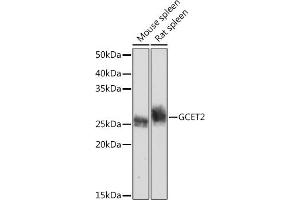 Western blot analysis of extracts of various cell lines, using GCET2 Rabbit mAb (ABIN7267378) at 1:1000 dilution.