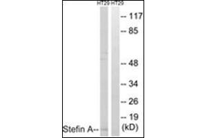 Western blot analysis of extracts from HT29 cells, using Stefin A Antibody . (CSTA anticorps  (Internal Region))