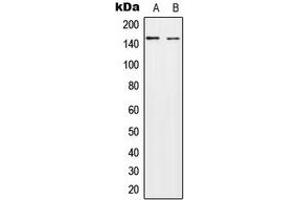 Western blot analysis of HECW2 expression in A549 (A), NIH3T3 (B) whole cell lysates.