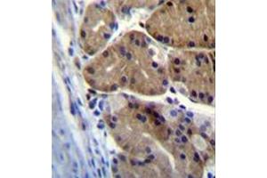 Formalin fixed and paraffin embedded human stomach tissue stained with DCDC5 Antibody (C-term) followed by peroxidase conjugation of the secondary antibody and DAB staining. (DCDC5 anticorps  (C-Term))