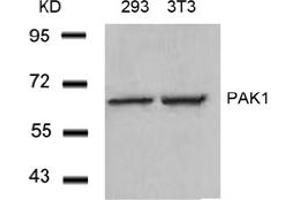 Image no. 3 for anti-P21-Activated Kinase 1 (PAK1) (Thr212) antibody (ABIN197364) (PAK1 anticorps  (Thr212))