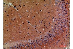 Immunohistochemistry (IHC) analysis of paraffin-embedded Mouse Brain, antibody was diluted at 1:200. (Neuregulin 3 anticorps  (Internal Region))