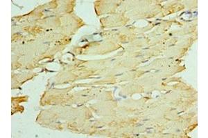 Immunohistochemistry of paraffin-embedded human skeletal muscle tissue using ABIN7162696 at dilution of 1:100