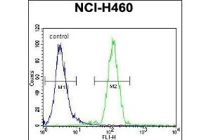 FUT4 Antibody (C-term) (ABIN656005 and ABIN2845382) flow cytometric analysis of NCI- cells (right histogram) compared to a negative control cell (left histogram). (CD15 anticorps  (C-Term))