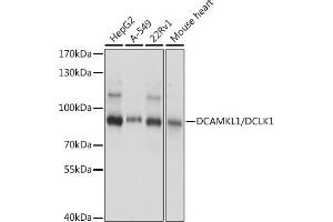 Western blot analysis of extracts of various cell lines, using DC/DC/DCLK1 antibody (ABIN7266842) at 1:1000 dilution. (DCLK1 anticorps  (AA 630-729))