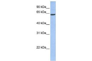 Western Blotting (WB) image for anti-Coiled-Coil Domain Containing 67 (CCDC67) antibody (ABIN2459669) (CCDC67 anticorps)