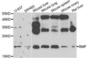 Western blot analysis of extracts of various cell lines, using BMF antibody.