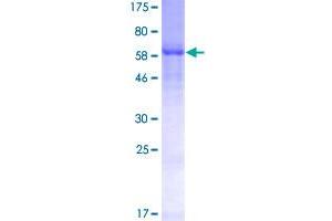 Image no. 1 for Complement Decay-Accelerating Factor (CD55) (AA 1-381) protein (GST tag) (ABIN1348670)