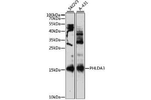 Western blot analysis of extracts of various cell lines, using PHLDA3 antibody (ABIN6292225) at 1:3000 dilution. (PHLDA3 anticorps)