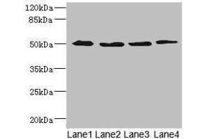 Western blot All lanes: SQRDL antibody at 4. (Sulfide:quinone Oxidoreductase, Mitochondrial (SQOR) (AA 211-450) anticorps)