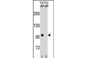 CTNNB1 Antibody (C-term) (ABIN1881236 and ABIN2838642) western blot analysis in T47D cell line lysates (35 μg/lane). (CTNNB1 anticorps  (C-Term))