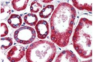 Human Kidney (formalin-fixed, paraffin-embedded) stained with FOLH1 antibody ABIN461834 at 15 ug/ml followed by biotinylated goat anti-rabbit IgG secondary antibody ABIN481713, alkaline phosphatase-streptavidin and chromogen. (PSMA anticorps)