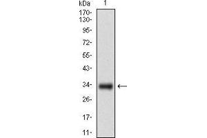 Western blot analysis using GSC mAb against human GSC recombinant protein.