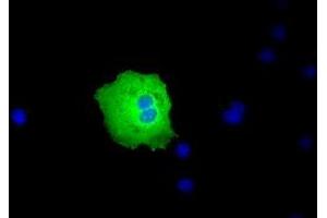 Anti-PEX5 mouse monoclonal antibody (ABIN2453451) immunofluorescent staining of COS7 cells transiently transfected by pCMV6-ENTRY PEX5 (RC202062). (PEX5 anticorps)