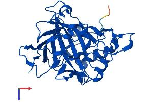 AlphaFold protein structure predicition of Human Recombinant CA13 Protein, UniprotID Q8N1Q1