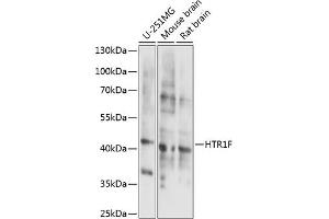 Western blot analysis of extracts of various cell lines, using HTR1F antibody (ABIN7265339) at 1:1000 dilution.