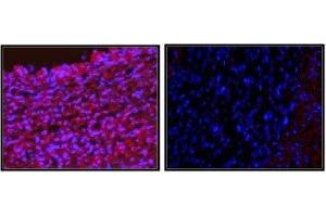 Immunofluorescence staining of pig iliac artery cryo sections. (YY1 anticorps  (full length))