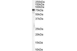 Image no. 1 for anti-Heat Shock 70kDa Protein 8 (HSPA8) (Internal Region), (Isoform 1) antibody (ABIN374703) (Hsc70 anticorps  (Internal Region, Isoform 1))
