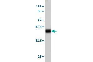 Western Blot detection against Immunogen (36. (ASCL1 anticorps  (AA 137-236))