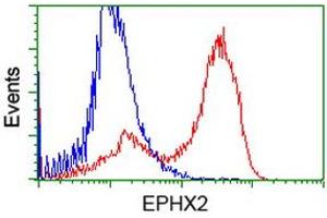 HEK293T cells transfected with either RC202489 overexpress plasmid (Red) or empty vector control plasmid (Blue) were immunostained by anti-EPHX2 antibody (ABIN2452991), and then analyzed by flow cytometry. (EPHX2 anticorps)
