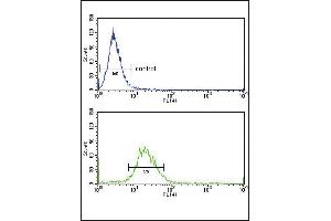EXT2 Antibody (Center) (ABIN653350 and ABIN2842830) flow cytometry analysis of Hela cells (bottom histogram) compared to a negative control cell (top histogram).