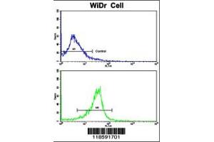 Flow cytometric analysis of widr cells using PRELP Antibody (bottom histogram) compared to a negative control cell (top histogram).