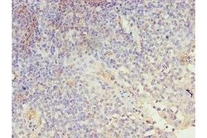 Immunohistochemistry of paraffin-embedded human tonsil tissue using ABIN7158082 at dilution of 1:100