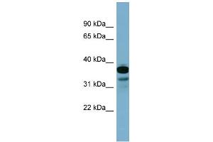 anti-FLJ25791 (Middle Region) antibody