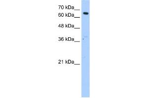 WB Suggested Anti-MLSTD2 Antibody Titration:  1. (FAR1 anticorps  (N-Term))
