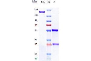 Anti-FGFR2 / CD332 Reference Antibody (aprutumab) on SDS-PAGE under reducing (R) condition.