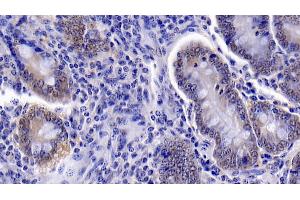 Detection of CASP6 in Bovine Small intestine Tissue using Polyclonal Antibody to Caspase 6 (CASP6)