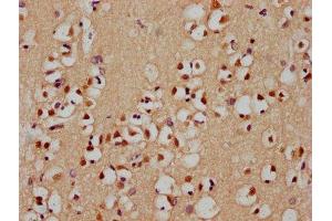 IHC image of ABIN7155365 diluted at 1:400 and staining in paraffin-embedded human brain tissue performed on a Leica BondTM system. (HIST1H2AC anticorps  (AA 2-130))