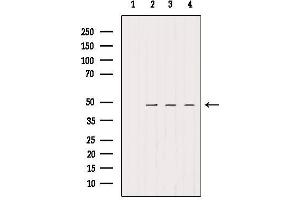 Western blot analysis of extracts from various samples, using SMCR7/MID49 Antibody. (SMCR7 anticorps)
