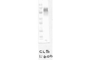 Image no. 1 for anti-Cytochrome B-245, beta Polypeptide (CYBB) antibody (ABIN1042597) (CYBB anticorps)