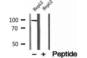 Western blot analysis of extracts of HepG2 cells, using MCM10 antibody. (MCM10 anticorps  (C-Term))