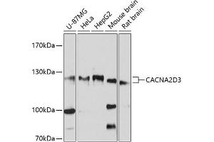 CACNA2D3 Antikörper  (AA 900-1040)