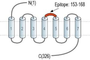 anti-Adenosine A1 Receptor (ADORA1) (AA 153-168), (Extracellular), (Loop 2) antibody