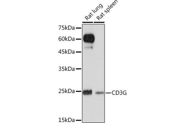 CD3G anticorps