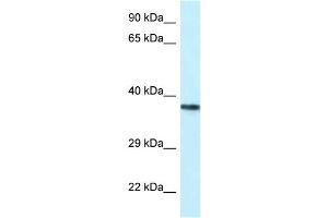 WB Suggested Anti-PSTPIP2 Antibody Titration: 1.