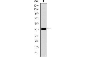 Western blot analysis using MAPK3 mAb against human MAPK3 (AA: 9-143) recombinant protein.