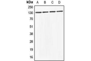 Western blot analysis of ABL1/2 expression in HeLa (A), HEK293T (B), Raw264. (ABL1/2 anticorps  (C-Term))