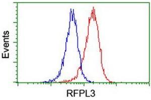 Image no. 10 for anti-Ret Finger Protein-Like 3 (RFPL3) antibody (ABIN1500675) (RFPL3 anticorps)