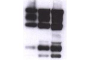 Image no. 1 for anti-Nidogen 1 (NID1) antibody (ABIN341126) (Nidogen 1 anticorps)