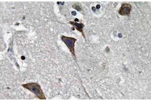 Immunohistochemistry (IHC) analyzes of Ob-R antibody in paraffin-embedded human brain tissue. (Leptin Receptor anticorps)
