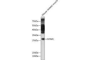 Western blot analysis of extracts of Mouse skeletal muscle, using MYMK antibody (ABIN7269672) at 1:1000 dilution. (Protein Myomaker (MYMK) anticorps)
