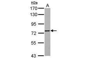 Image no. 1 for anti-Zinc Finger Protein 418 (ZNF418) (Internal Region) antibody (ABIN1493531) (ZNF418 anticorps  (Internal Region))