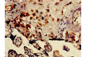 Immunohistochemistry of paraffin-embedded human placenta tissue using ABIN7149828 at dilution of 1:100 (DRG1 anticorps  (AA 173-228))